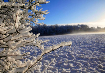 Winterliche Landschaft bei einer Glamping-Unterkunft mit schneebedeckten Ästen und sonnigem Schneefeld.