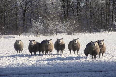 Een groep schapen in een besneeuwd weiland met bomen op de achtergrond, gefotografeerd bij glamping.