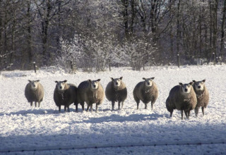Een groep schapen in een besneeuwd weiland met bomen op de achtergrond, gefotografeerd bij glamping.