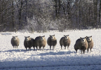 Eine Gruppe Schafe steht auf einer schneebedeckten Wiese vor Bäumen, aufgenommen beim Glamping.