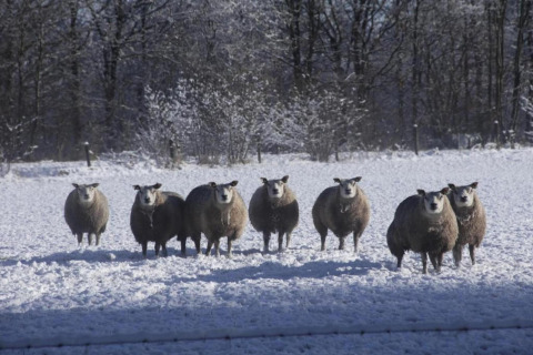 Een groep schapen staat op een besneeuwd veld met bomen op de achtergrond bij een glamping-accommodatie.