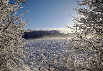 Blick durch schneebedeckte Äste auf eine winterliche Glamping-Landschaft bei strahlend blauem Himmel.