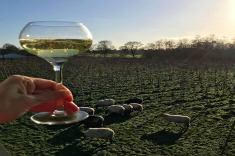 Un verre de vin blanc tenu devant un champ avec des moutons, coucher de soleil et site de glamping en arrière-plan.