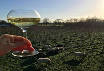 A glass of white wine is held up in front of a field with sheep, sunset, and a glamping site in the background.