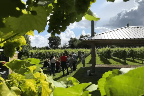 Gruppe bei Glamping-Unterkunft im Weinberg, Weintrauben und Blätter im Vordergrund, Sonnenschein.