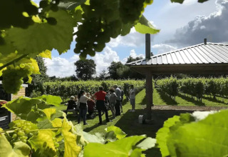 Group enjoying glamping at a vineyard with grape clusters and leaves in foreground, sun and clouds above.