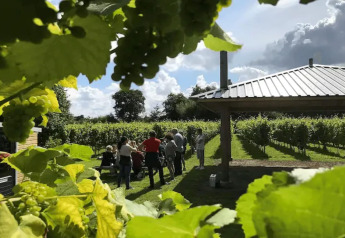 Personas disfrutan de una experiencia glamping en un viñedo, con uvas y hojas verdes en primer plano.