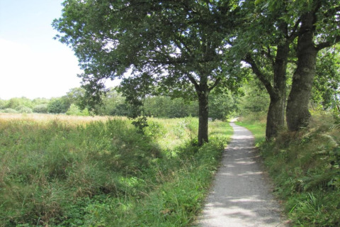 Chemin de promenade dans un glamping, bordé d’herbe verte et d’arbres sous une lumière douce et naturelle.