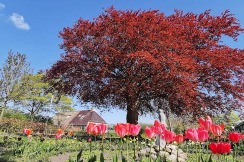 Smuk glampingplads med blomstrende tulipaner, et stort rødt træ og et hyggeligt hus under blå himmel.