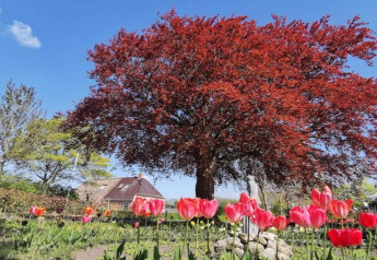 Alojamiento glamping rodeado de tulipanes en flor, un gran árbol rojo y una casa acogedora bajo el cielo azul.