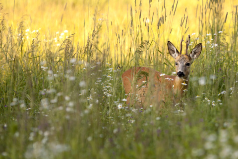 Een hert met gewei verstopt tussen hoog gras en veldbloemen, gezien vanuit een safaritent in de zomer.