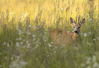 Un capriolo con corna nascosto tra erba alta e fiori selvatici visto da una tenda safari estiva.