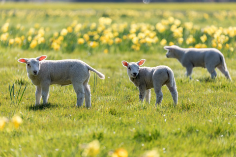 Drie lammetjes grazen op een groene weide vol gele bloemen op een zonnige dag in het voorjaar.