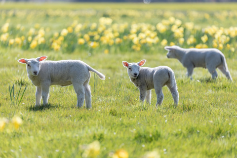 Three lambs grazing on a lush green meadow with yellow flowers in the background on a sunny day.