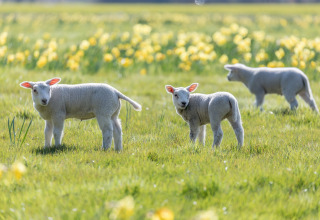 Three lambs grazing on a lush green meadow with yellow flowers in the background on a sunny day.