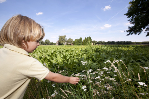 Een kind plukt wilde bloemen naast een safaritent in een groen veld tijdens een zonnige dag.