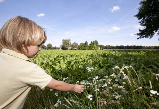 Een kind plukt wilde bloemen in een groen veld bij een safaritent op een zonnige dag op het platteland.
