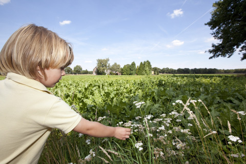 A child picks wildflowers in a lush green field next to a safari tent camp on a bright sunny day.