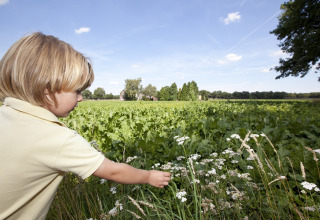 Un niño recoge flores silvestres en un campo verde junto a una zona de tiendas safari en un día soleado.
