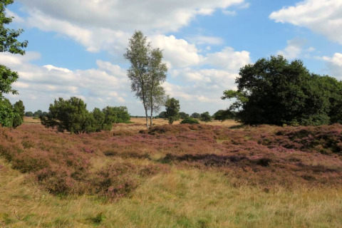 Heide en bomen onder blauwe lucht bij vakantiepark Hunzedal 15 in Nederland, mooie natuuromgeving.