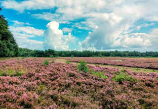 Uitzicht op paarse heidevelden en bos vanaf een safaritentplek onder een blauwe lucht met wolken.