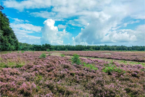 Vista de campos de brezo morado y bosque desde una tienda safari, bajo un cielo azul con nubes.