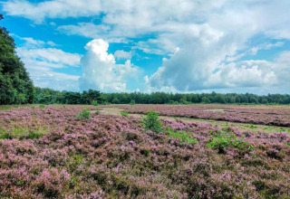 Blick auf lila Heidefelder und Wald von einem Safarizeltplatz unter blauem Himmel mit Wolken.