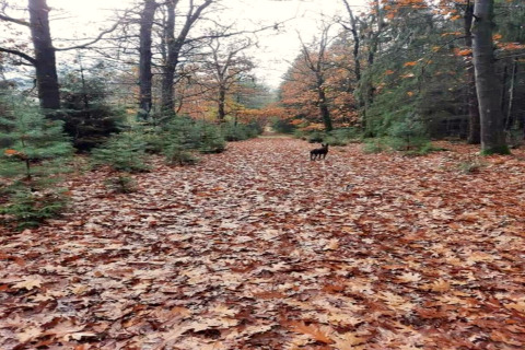 Herfstbos met bladeren en een hond op het pad in vakantiepark Hunzedal, Nederland.