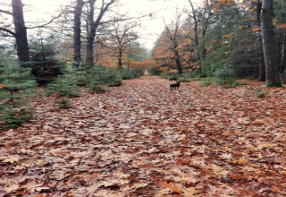 Herfstbos met bladeren en een hond op het pad in vakantiepark Hunzedal, Nederland.