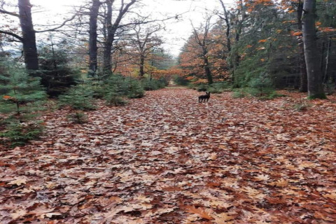 Sendero otoñal cubierto de hojas y un perro paseando en Holiday park Hunzedal, Países Bajos.