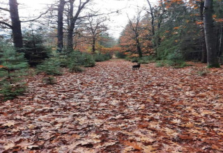 Sentiero autunnale coperto di foglie con cane che cammina al Holiday park Hunzedal, Paesi Bassi.