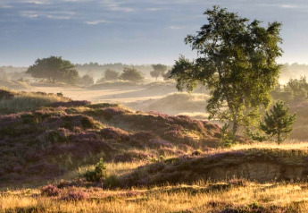 Paisaje ondulado con brezos morados y árboles al amanecer en Holiday park Hunzedal 15, Países Bajos.