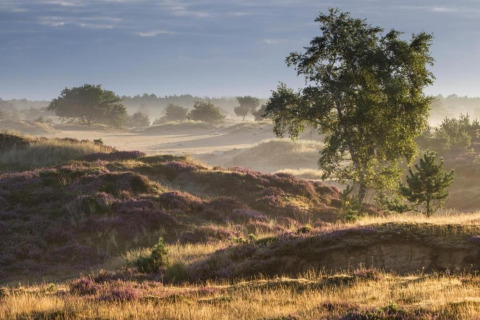 Paisaje ondulado con brezos morados y árboles al amanecer en Holiday park Hunzedal 15, Países Bajos.