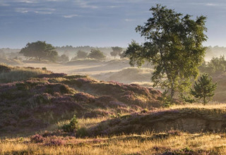 Udsigt over bakket landskab med lilla lyng og træer, taget ved Holiday park Hunzedal 15 i Holland.