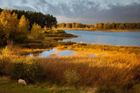 Paesaggio autunnale con lago e foresta visto da tenda safari al Holiday park Hunzedal 15, Paesi Bassi.