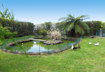Stagno con papere circondato dal verde e diversi anatre a Quinta dos Curubás, Vila Franca do Campo, Portogallo.