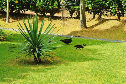 Twee zwarte eenden en een grote plant op het gras bij Holiday homes Quinta dos Curubás in Portugal.