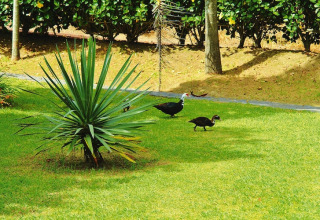 Twee zwarte eenden en een grote plant op het gras bij Holiday homes Quinta dos Curubás in Portugal.