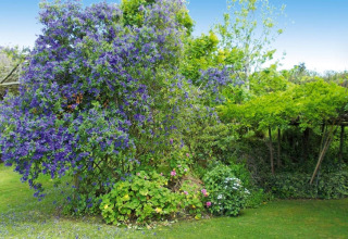 Een weelderige tuin met paarse bloeiende struiken en groene bomen bij Quinta dos Curubás in Portugal.