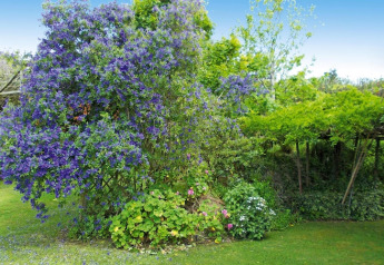 Un giardino rigoglioso con arbusti a fiori viola e alberi verdi presso Quinta dos Curubás, Portogallo.