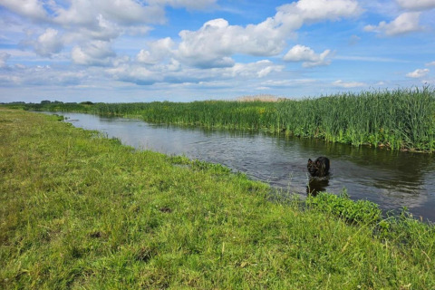 Un chien noir joue dans la rivière près du pré à House Gajewo, Podlasie, Suède, sous un ciel bleu.
