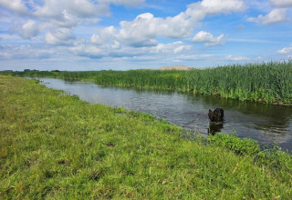 Un chien noir joue dans la rivière près du pré à House Gajewo, Podlasie, Suède, sous un ciel bleu.