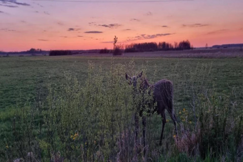 Un élan se tient partiellement caché derrière des buissons dans un champ au coucher du soleil près de House Gajewo à Podlasie, Suède.