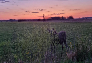 Un élan se tient partiellement caché derrière des buissons dans un champ au coucher du soleil près de House Gajewo à Podlasie, Suède.