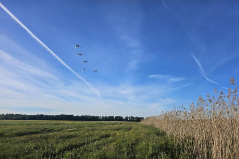 Ciel bleu sur un pré verdoyant avec des oiseaux en vol et des roseaux à House Gajewo à Podlasie, Suède.