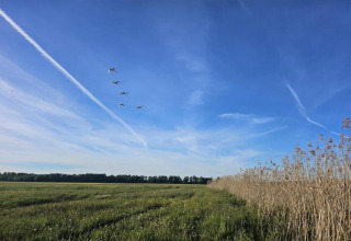 Ciel bleu sur un pré verdoyant avec des oiseaux en vol et des roseaux à House Gajewo à Podlasie, Suède.