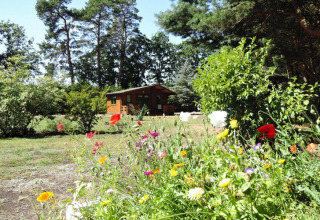 Holiday home in Kodrabek, Germany, surrounded by colorful wildflowers and green trees on a sunny day.