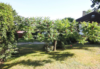 Giardino soleggiato con albero e fiori rossi vicino a Bungalows Lubin Type A Jolanta in Germania.