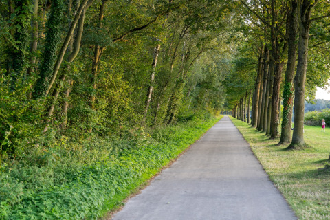 Paved path lined with trees and greenery, located beside a glamping accommodation in a natural setting.