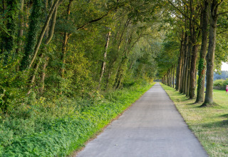 Asphaltierter Weg durch einen Baumstreifen, grüne Natur und Wiese nahe einer Glamping-Unterkunft.